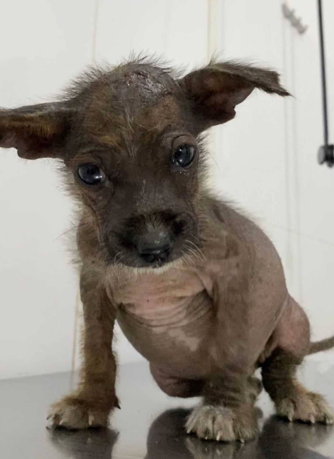 From Street to Safety- A Rescue Story